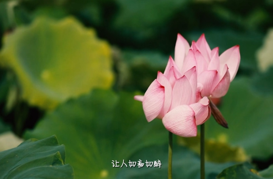 夏日秘境 清凉龙城