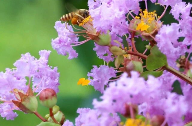 今日处暑，天气渐凉