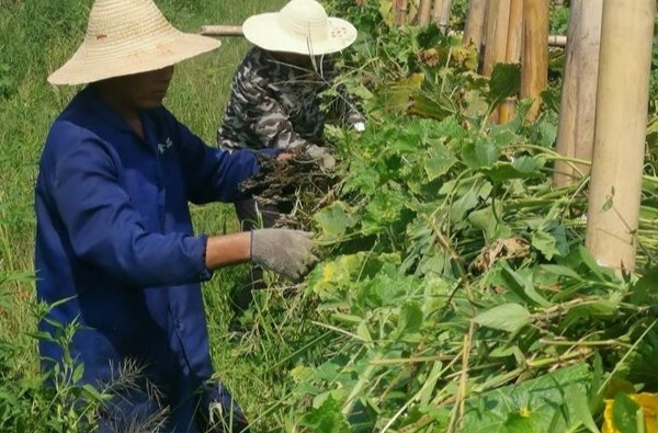 东郊乡浒洲村产业遍地开花 乡村画卷美丽生动