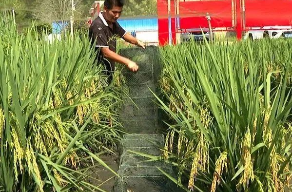 稻花香里听蛙声 湘乡这个村生态种养充满“野趣”