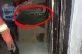 吓人！老人床头惊现剧毒蛇，湘乡“蓝朋友”轻松“拿捏”！