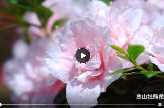花匠①丨杨国政：让杜鹃花开满毛主席家乡