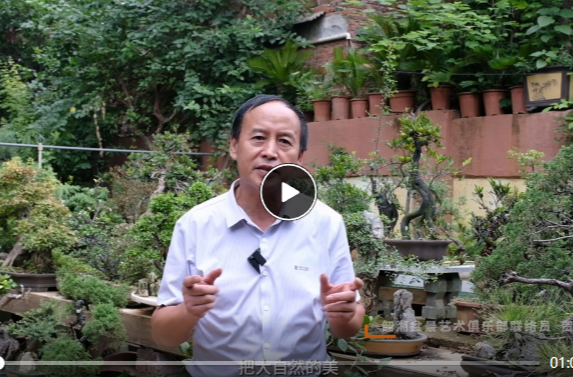 花匠⑤丨贺育强：“玩”盆观景31年 方寸天地显自然之美