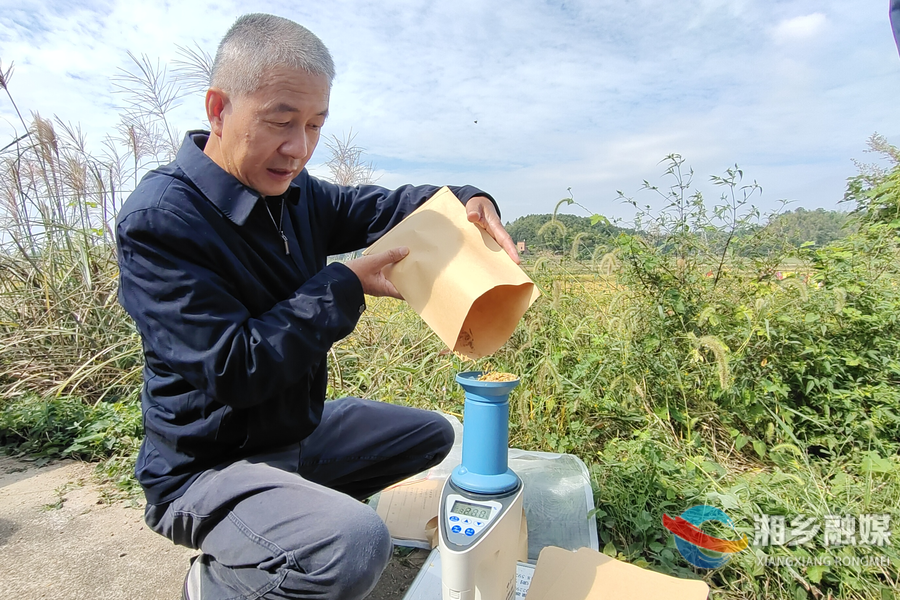 【“湘”村振兴】低镉水稻喜获丰收 亩产达725.6公斤