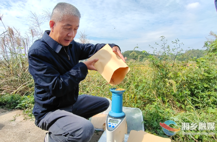 亩产达725.6公斤 湘乡低镉水稻喜获丰收