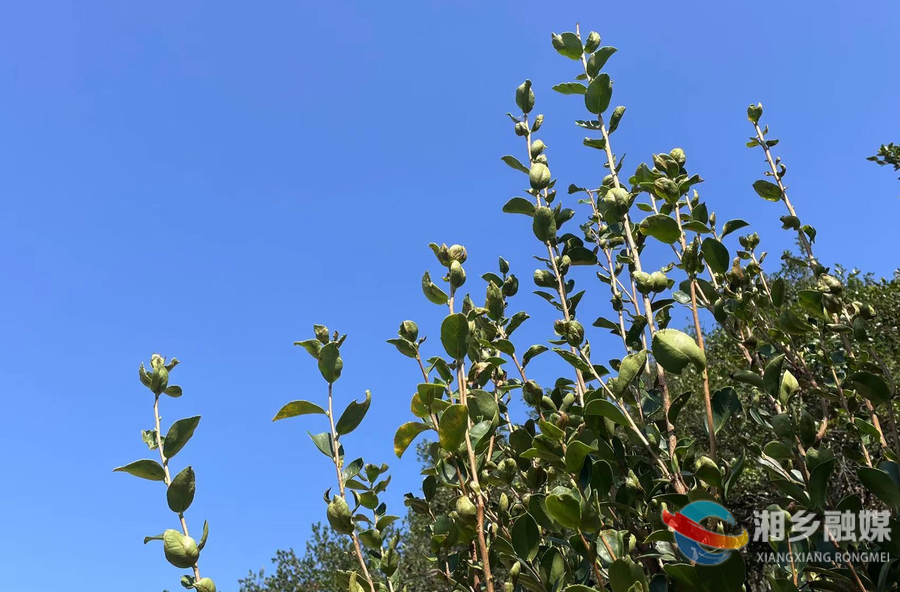 好“丰”景 | 潭市镇的“金果”丰收啦！