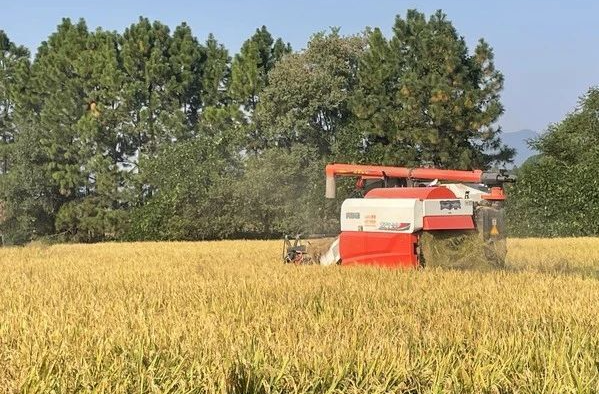 晚稻收割 “丰”景如画  湘乡“订单式”农业销路畅