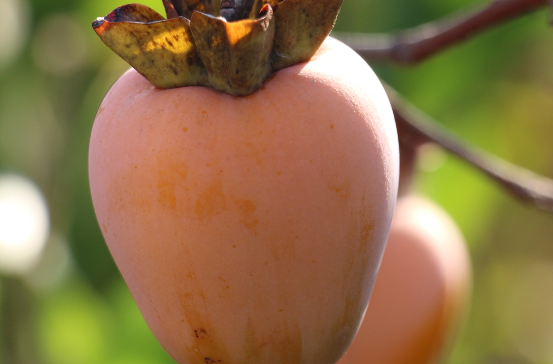 柿子正当季，注意这三点可放心吃→