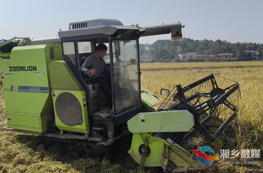 70万亩高标准农田晚稻进入收获季，湘乡田间奏响 “丰收曲”