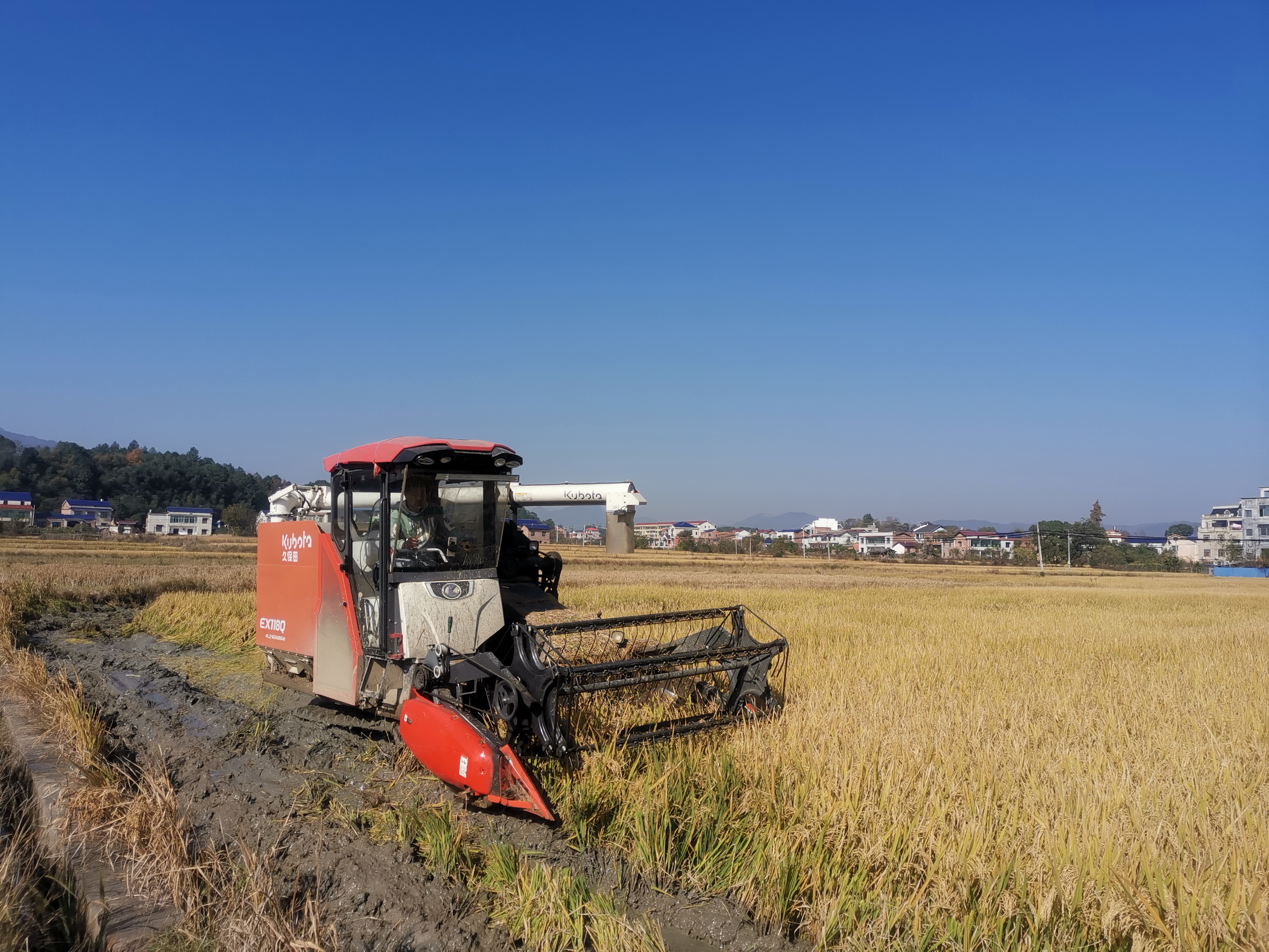 【“湘”村振兴】晚稻喜丰收 田间收割忙