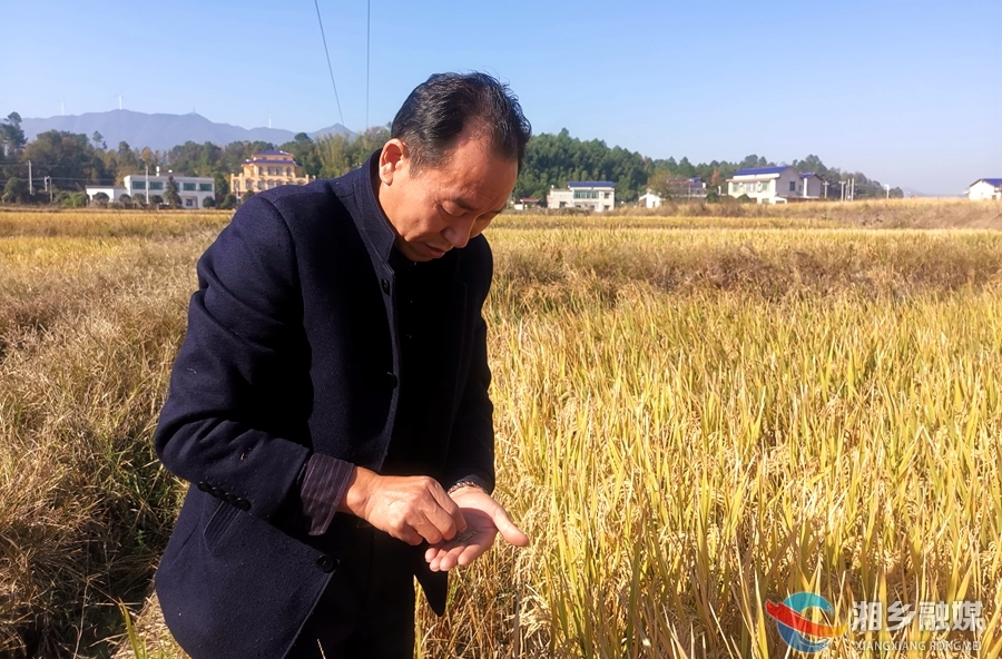 【“湘”村振兴】晚稻喜丰收 田间收割忙