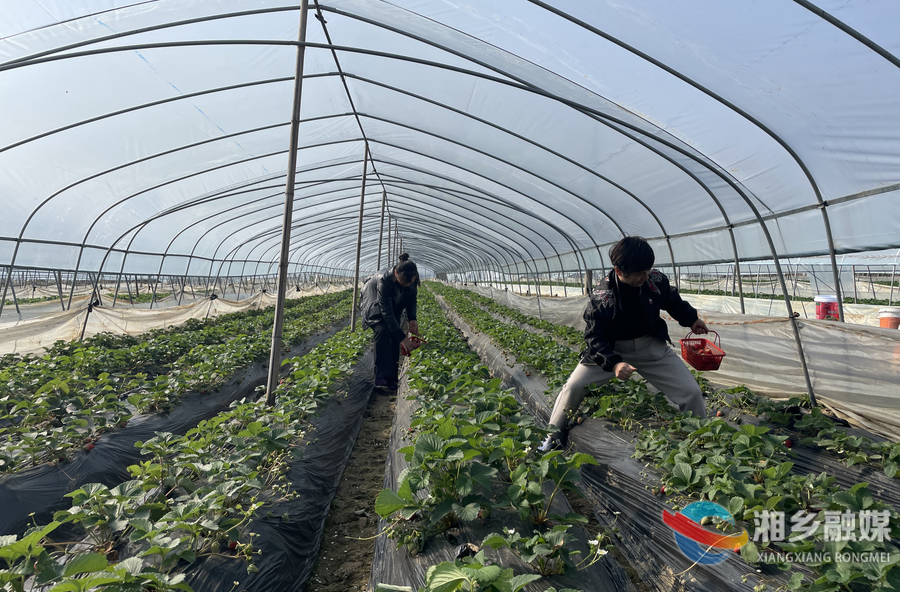 叮~冬日的第一颗草莓你吃了吗？快来湘乡这里邂逅“莓”好时光