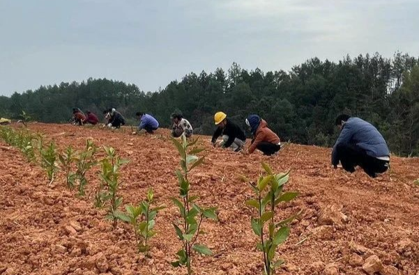 产业描绘“振兴图”！潭市镇茶农栽种忙