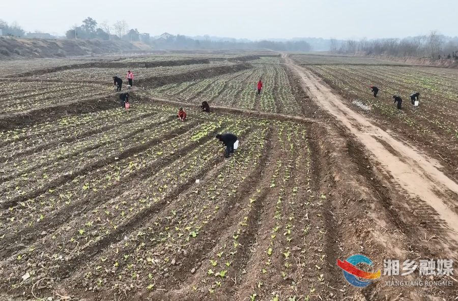 “荒地”变“良田” 湘乡奏响乡村振兴曲