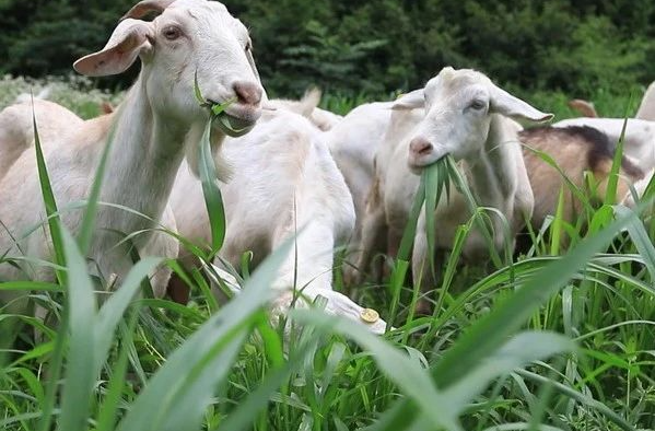 走出一条“羊”光大道！湘乡“两羊”产业为乡村振兴赋能加速……