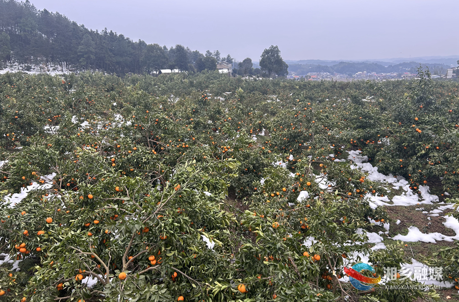 10万斤沃柑受雪灾 梅桥镇万新村果农很着急！