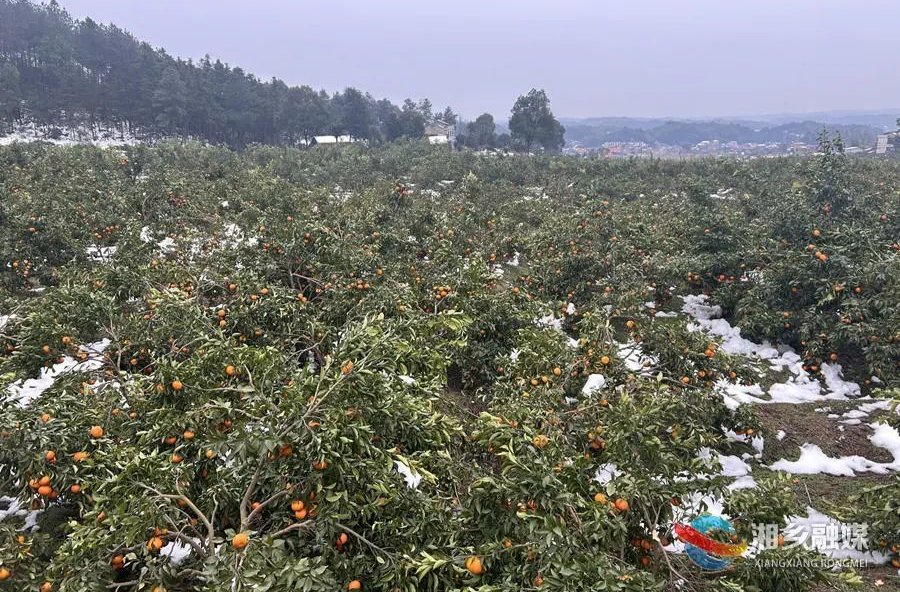 10万斤沃柑受雪灾 梅桥镇万新村果农很着急！