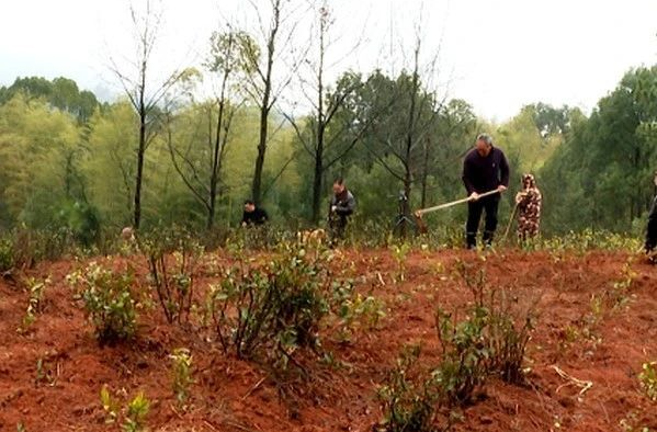振兴路上“马蹄疾” 看梅桥镇上峰村早春拼开局