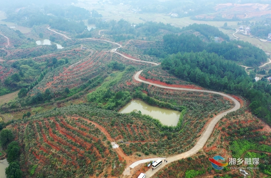 【关键词里看发展】“两茶”产业并进 做活乡村振兴文章