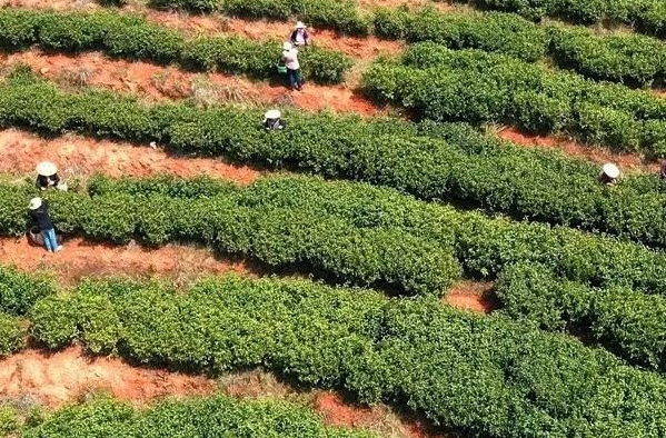 如何做活乡村振兴文章？湘乡“两茶”这样干→