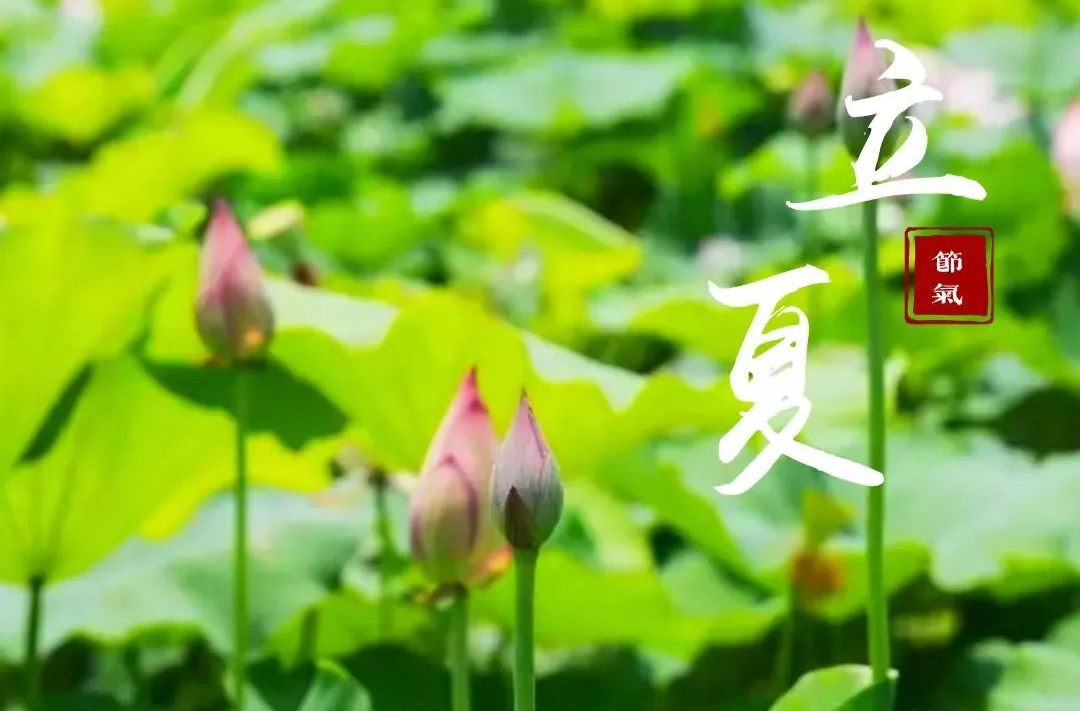 今日立夏！愿你生如夏花，永远热烈灿烂......