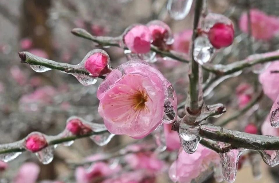 应急科普 | 冻雨是什么？遇到冻雨怎么办？