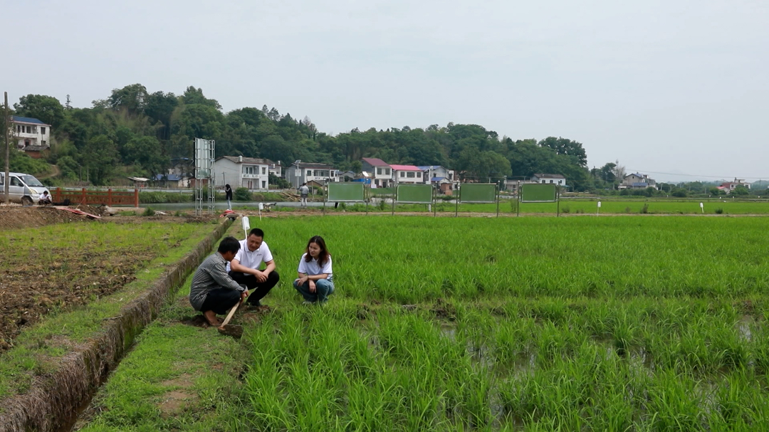 湘乡：为稻田“投保” 为种田“分忧”