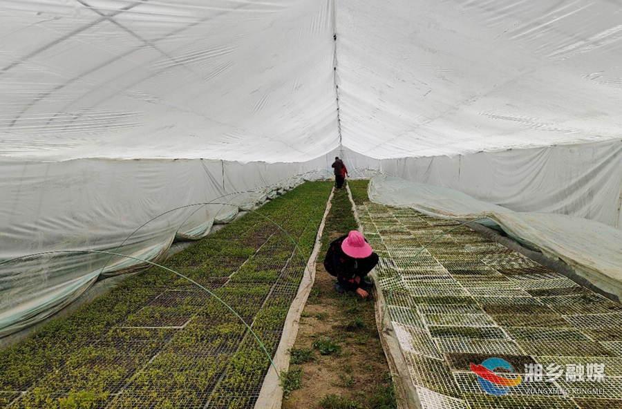 【新春加油干】湘乡：人勤春来早  大棚育苗忙
