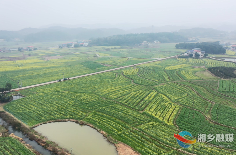 快来打卡！湘乡这里的油菜花海“金”艳上线