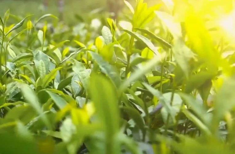 藏不住了！湘乡这个小镇谷雨茶香袭人 快来品尝