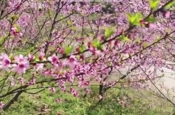 草长莺飞春色浓！这条宝藏线路没走过的不算“老湘乡”