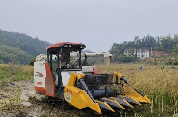 花香变油香！湘乡22万余亩油菜喜迎丰收，田间地头收割忙