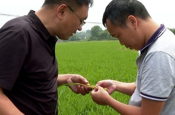 田间“把脉问诊”！省农科院专家助力湘乡粮食生产安全