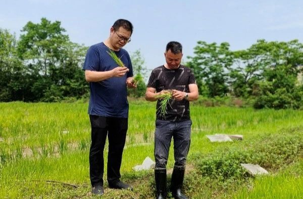 湘乡返乡“能人” 走出乡村振兴新“稻”路