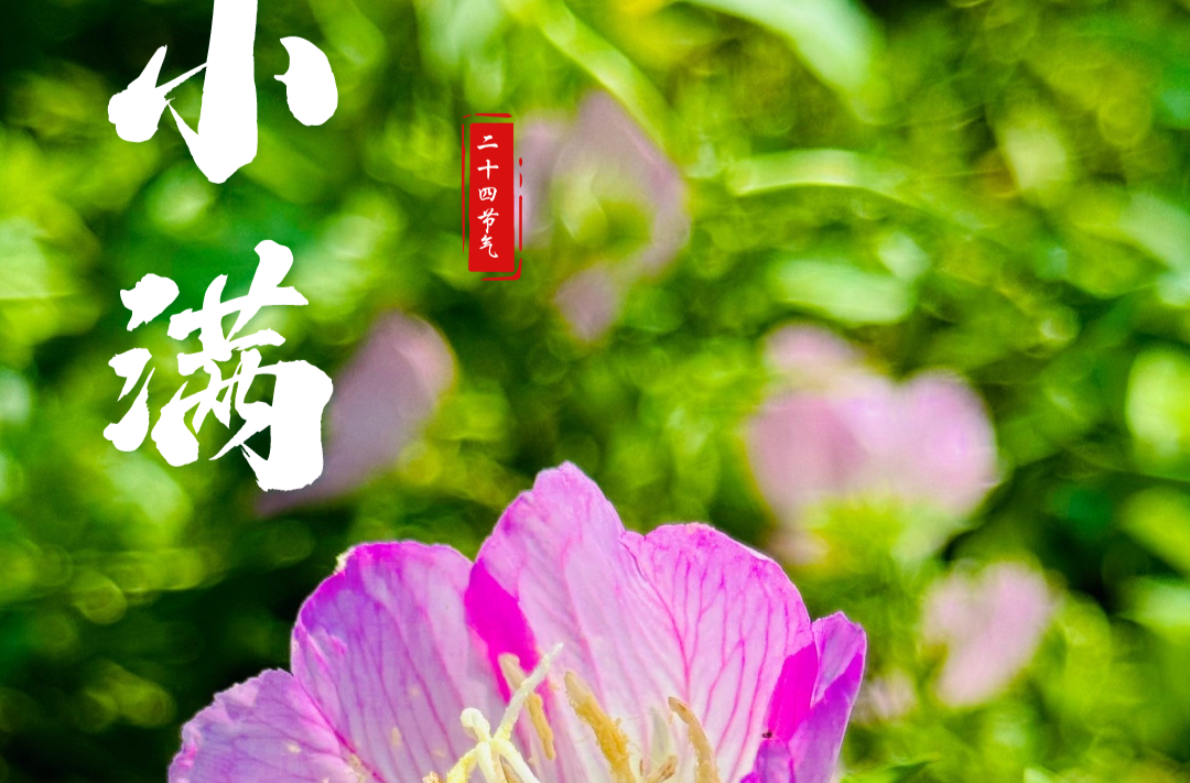 ​今日小满 | 小得盈满 方是圆满