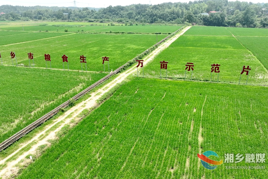湘乡：科技赋能田间管理 助力粮食增收