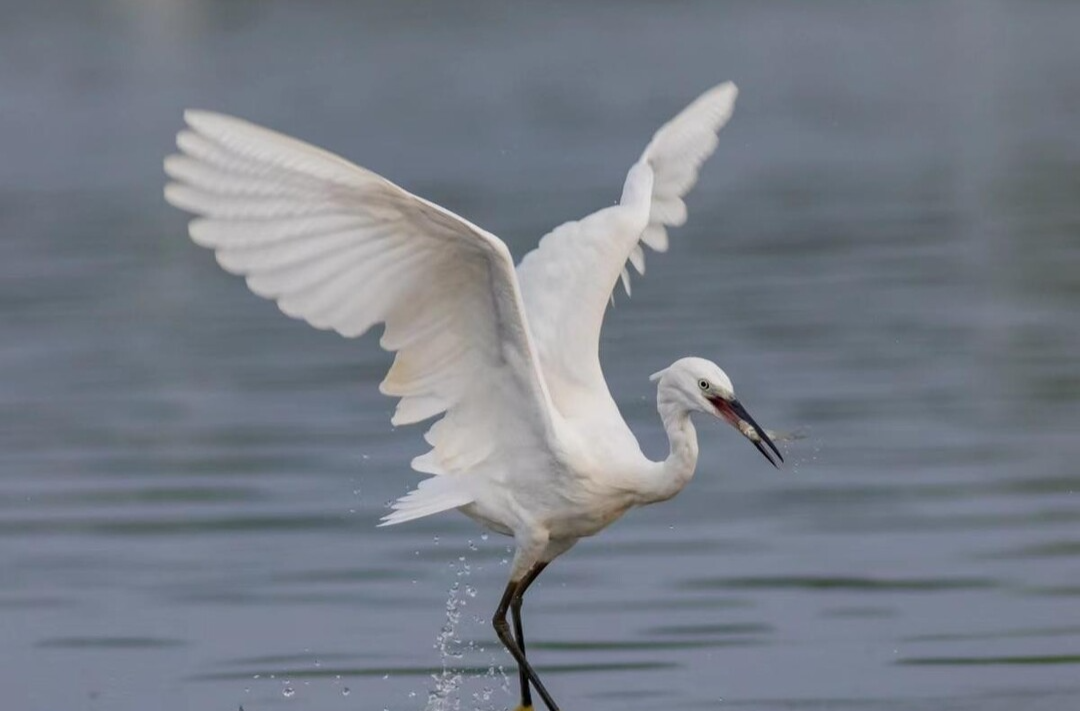 湘潭市“市鸟”评选系列报道② | 吉祥鸟儿俏莲城