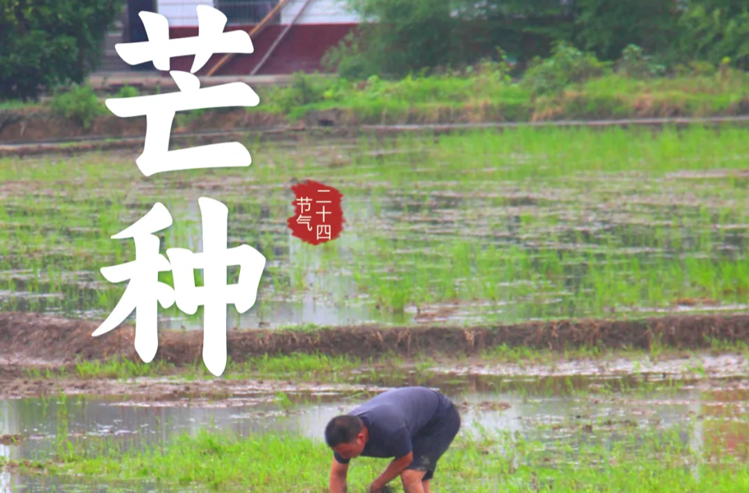今日芒种 | 愿你忙而不茫，花开满田，岁月生香