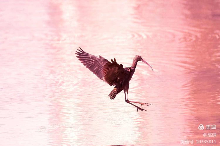 湘潭市“市鸟”评选系列报道③丨观鸟识鸟觅鸟趣