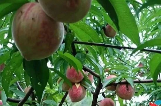 “桃”醉其中！棋梓镇的水蜜桃熟了！