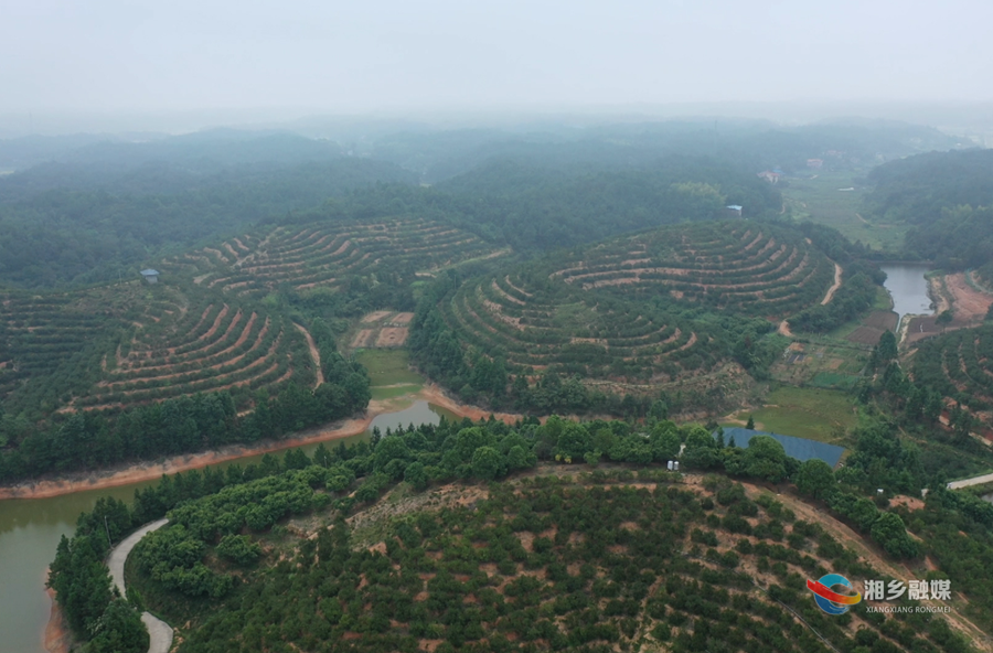 【身边的榜样·“三牛四敢”】陈坤：“90后”海归回湘打造中国人骄傲的茶油品牌