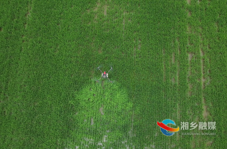 湘乡：多措并举打响福寿螺“清剿战”