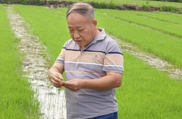 助力乡村振兴！湘乡这位银发专家在田间地头挥洒不老“初心”