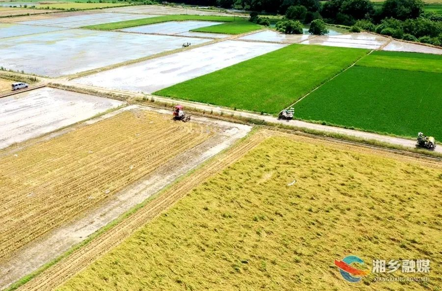 “科技范”十足！湘乡无人驾驶插秧机田间“显身手”