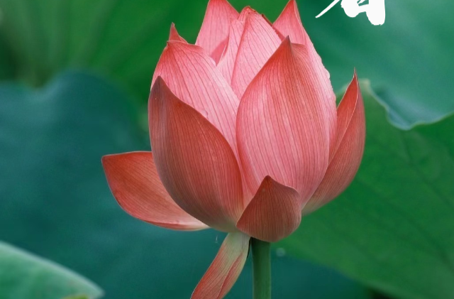 今日大暑 | 盼暑去风来 愿岁月长安