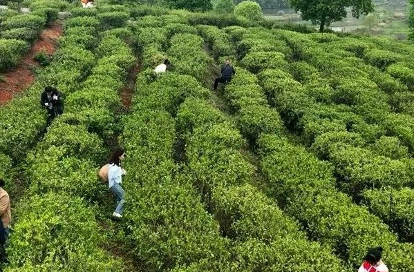 赞！湘乡这项工作连续五年获得省级荣誉