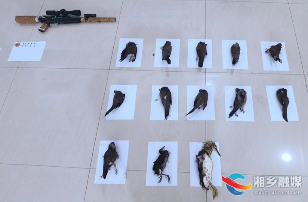 [公安局]捕猎反被“捕”!龙洞派出所破获非法携带枪支及非法狩猎案