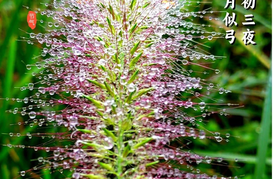 今日寒露：寒露微凉，秋韵悠长