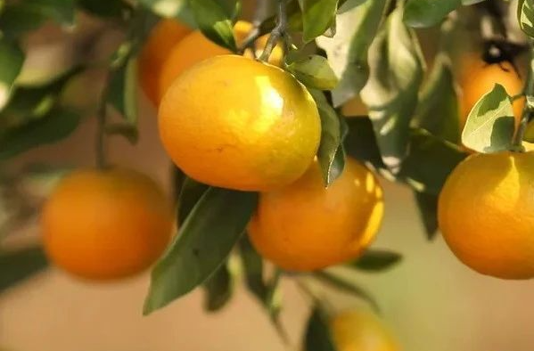 甜蜜盛宴即将开启！@湘乡人，快来参加水果采摘节吧