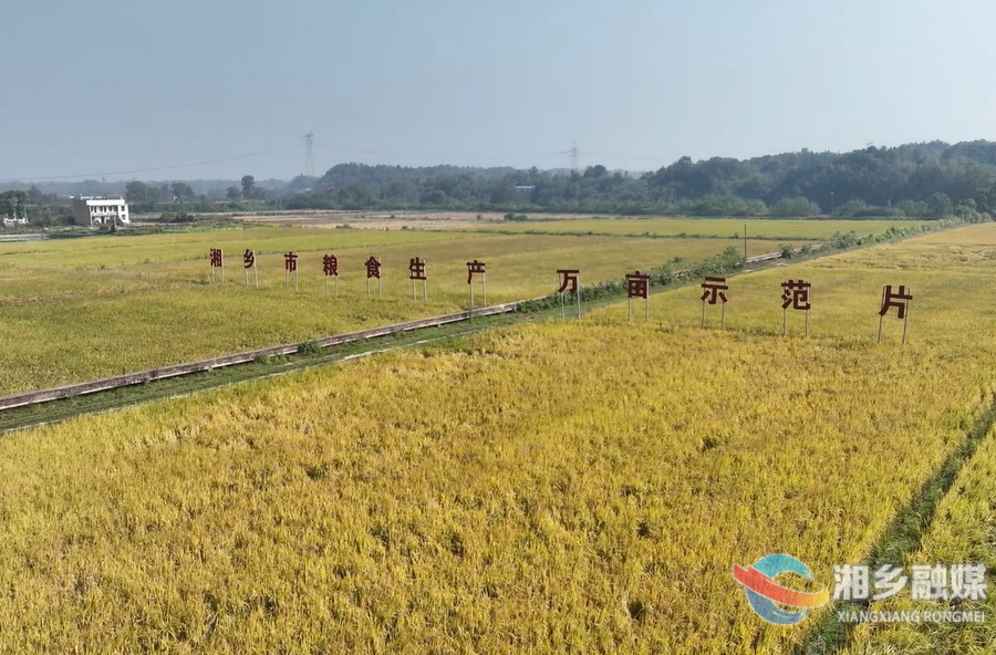 又是一个丰收年！湘乡“三良”并举保秋收